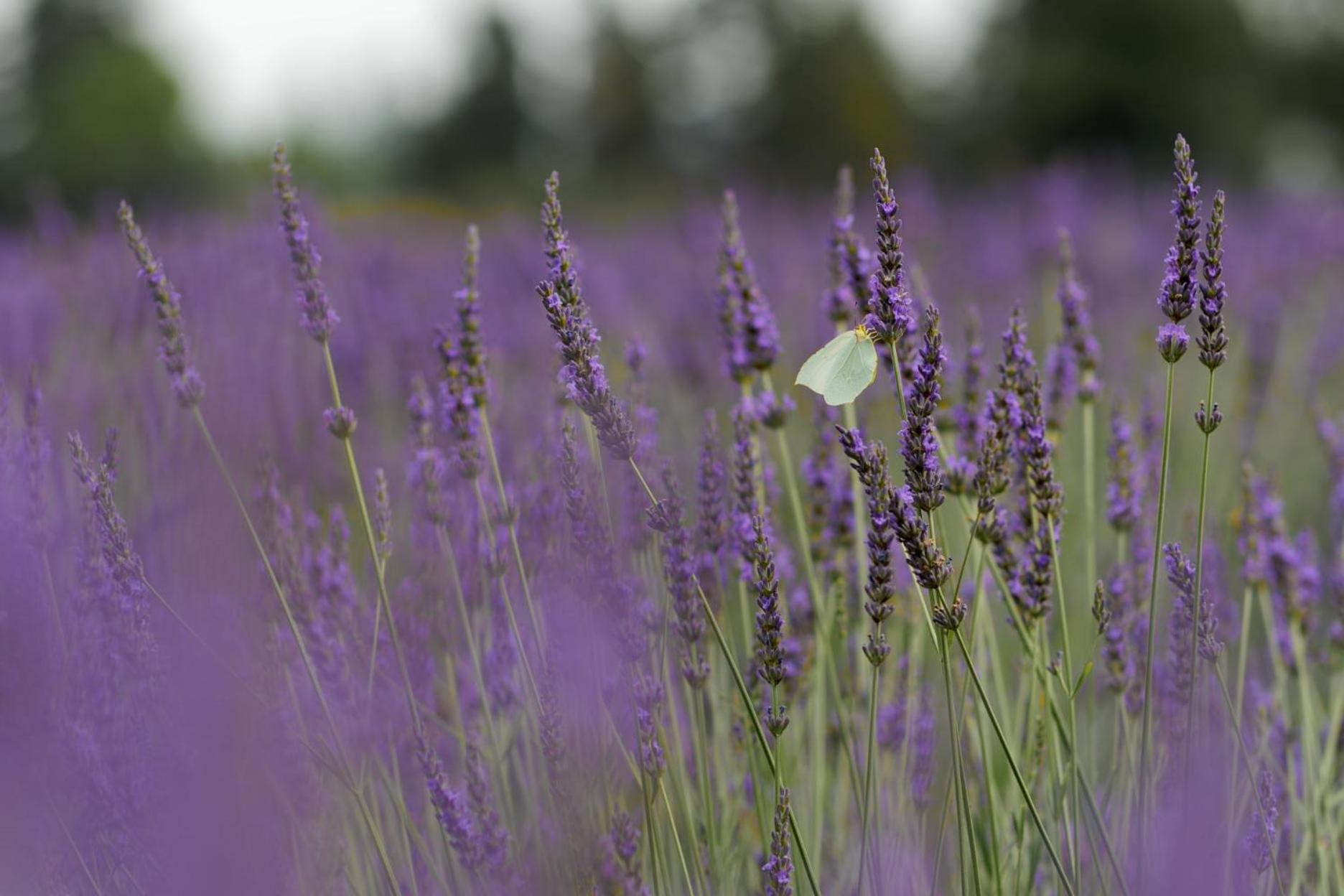 La Cle Des Champs, Boutique Hotel & Spa - Le Mas De Garrigon Roussillon en Isere Exterior foto